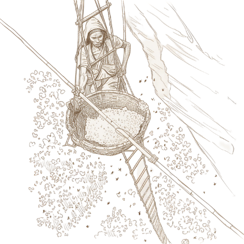 Botanical Illustration