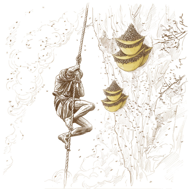 Botanical Illustration