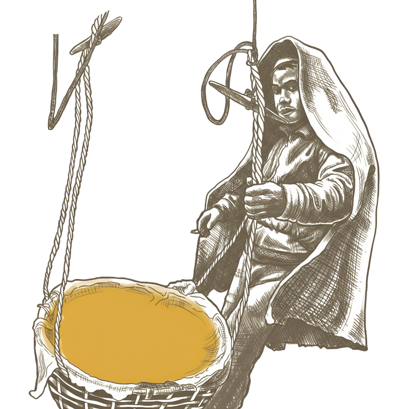 Botanical Illustration