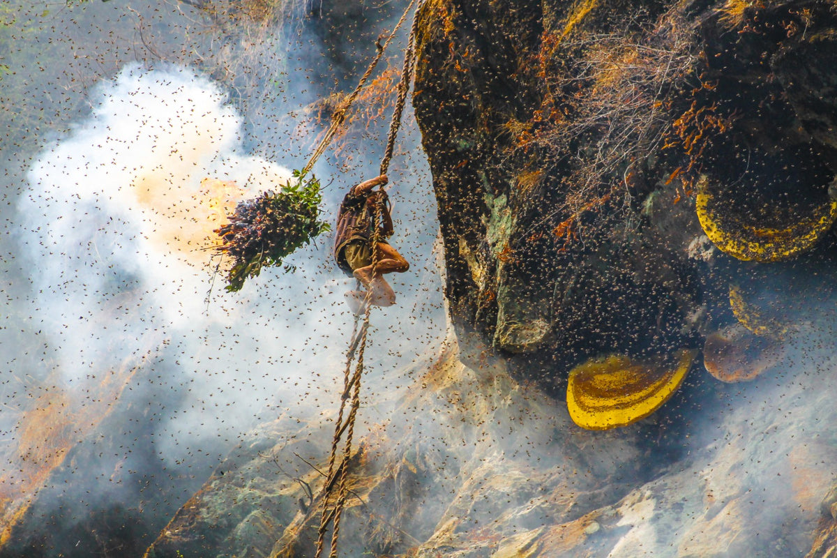 Join our Mad Honey Hunting Expedition