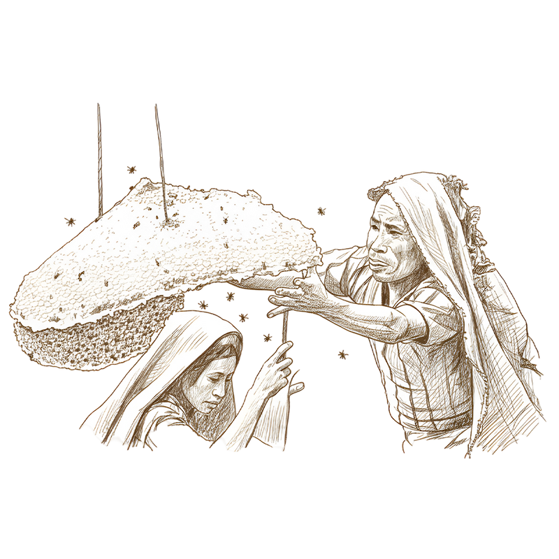 Botanical Illustration